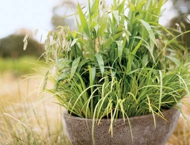 Κουνούπια: Αυτό είναι το φυτό που τα απωθεί – Δείτε τι κάνει